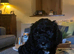 *READY TO GO* Sprockapoo puppies