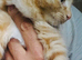 Stunning litter of Ginger Main coon kittens ready now