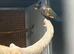 Proven bronze wing hen