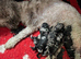 5 stunning toy poodles