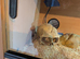 Hognose snake with vivarium