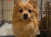 Adult Dogs Looking for Their Forever Homes