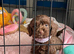 Chocolate F1 cockapoo for new home