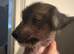 Hairless Chinese Cresteds