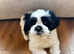 Lhasa apso puppy - 8 weeks