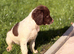 Kc reg pups