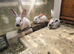 White or Brown New Zealand Rabbits