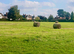 Grazing