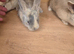 GIANT CONTINENTAL RABBITS FOR SALE