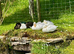 Ducks for sale