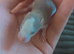 Baby dumbo rats