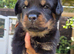 Top kc Rottweiler puppies