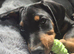 KC reg Dobermann puppy (READY)