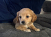 4 adorable puppies for sale