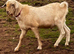 Goats for sale