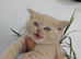 Rare Stunning Cream BSH for Sale