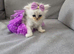 Persian Chinchilla Ragdoll Kittens Cat cute cats fluffballs adorable pets animals