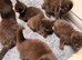 6 kittens