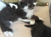 Bio colour tuxedo