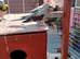 stunning young Blue Bourke parakeets for sale.