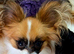 KC Registered Papillon's