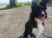 Border collie puppies