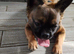 8 months old fluffy French Bulldog