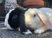 Mini Plush Lops
