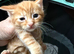 Beautiful peach and ginger maincoone/British shorthair kittens for sale