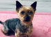 Mini Yorkshire terrier