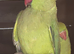 Male & Female Indian Ringneck Parrots – 8 Months Old – £375 Pair