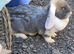 Lilac and white french lop Doe.
