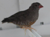 African quailfinch for sale x5