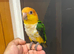 Friendly Baby HandReared Super Tame Cuddly Caique Parrot
