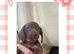 Dachshund Puppies for Sale
