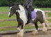 14.3hh cob gelding 13 years old