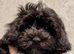 Fully DNA Health Tested F1 Maltipoo Puppies