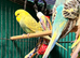 Young Budgies 8 to 10 Weeks Old Cheshire wa7
