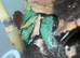 Gold dust day geckos CB26