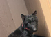 scottish terrier Puppy 2 boys