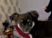 6 month old Chihuahua girl