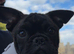 French bulldog cross pug