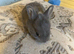 Mini Rex rabbits please read full add
