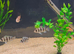 African cichlids