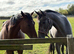 Beautiful grey roan 3 year old