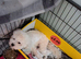 Fabulous: shihchon puppies for sale
