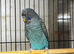 Bf/bw x bf budgies