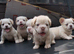 ARE FLUFFY FRENCH BULLDOGS | KC REG | DNA TESTED | 5 GIRLS 1 BOY