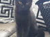 Lovely black kitten for sale