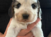 Show Cocker Spaniel Puppies